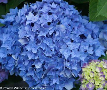 Hydrangea macrophylla -*PW Let's Dance Rhythmic Blue