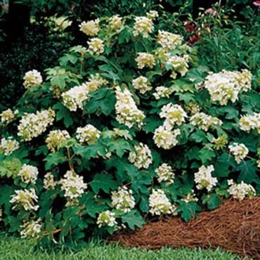 Hydrangea quercifolia Sikes Dwarf Oakleaf