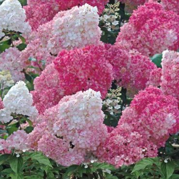Hydrangea paniculata - Vanilla Strawberry