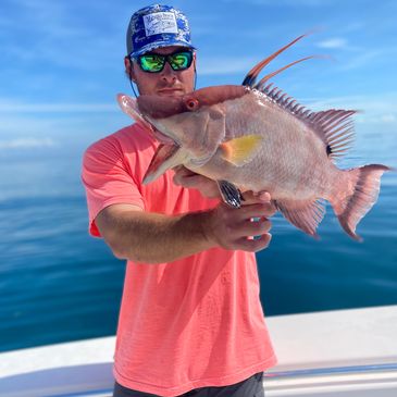 Hogfish caught on a 6 hour fishing trip