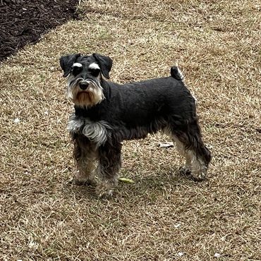 Samson checking out the new sod in the backyard.