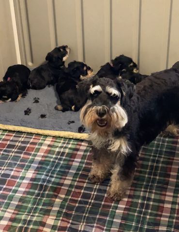 Delilah with 4 week puppies.