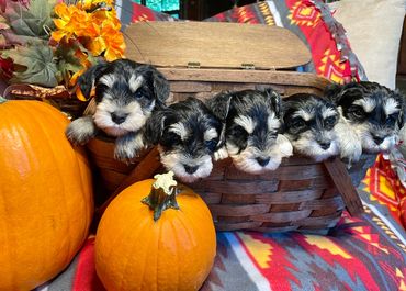 August 2025 Bountiful Harvest of Black & Silver Miniature Schnauzer puppies.