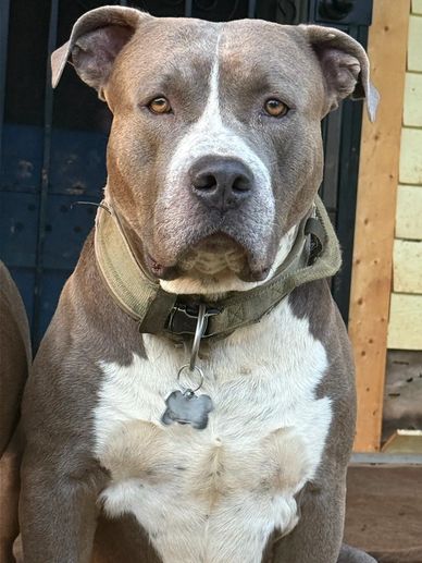 A gray and white pit bull with a collar and tag sits attentively.