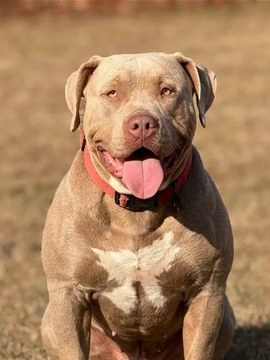 Happy, muscular dog with a red collar sitting outdoors.