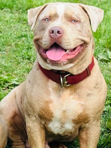 Happy dog with blue eyes sitting on grass wearing a red collar.