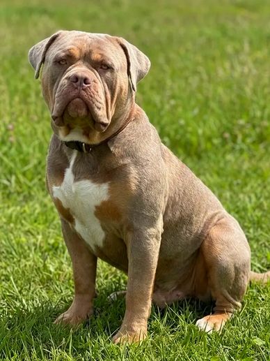 A muscular dog sitting on green grass, looking attentively.