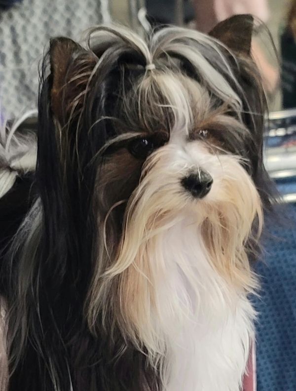 Close-up of a long-haired dog with black, white, and tan fur.