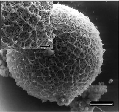 zona pellucid covering a mammalian egg