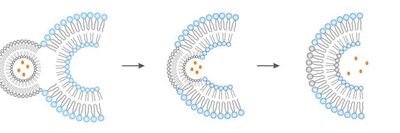 Liposomes incorporating proteins into their bilayers.