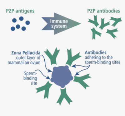 How the pZP antigen forms and blocks sperm and egg binding.