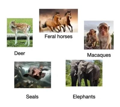 Animals where SpayVac vaccines have been tested.