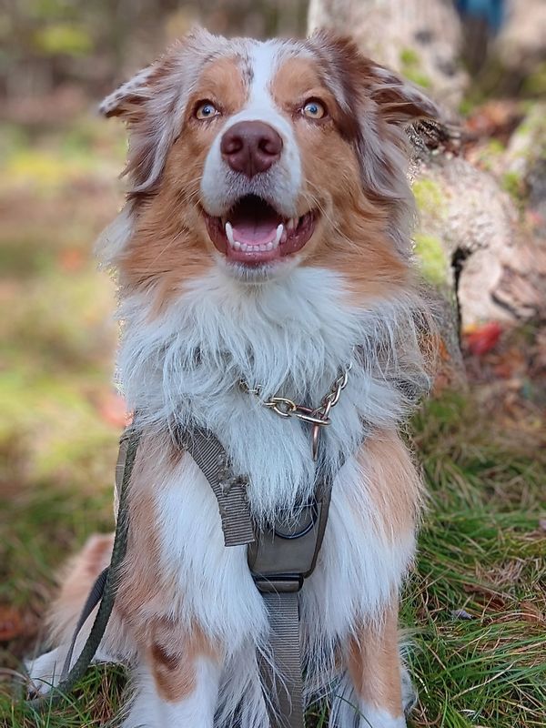 Camo the Australian Shepherd