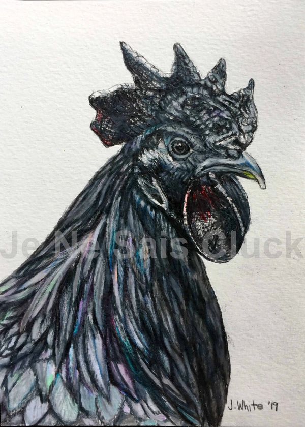 Ayam Cemani rooster
This is an entirely black chicken that has origins in India. Rooster Art.