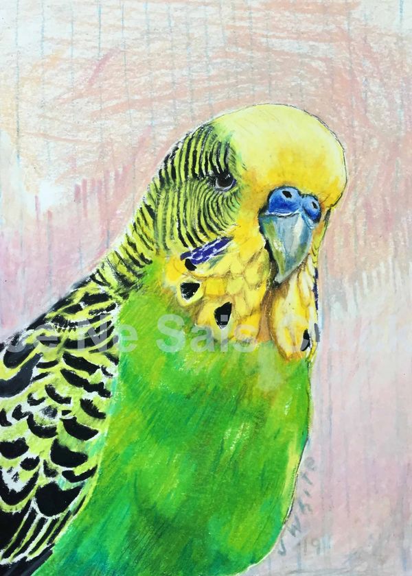 Dean, the Budgie was my little buff in college. I drew his bird portrait using colored pencils.
