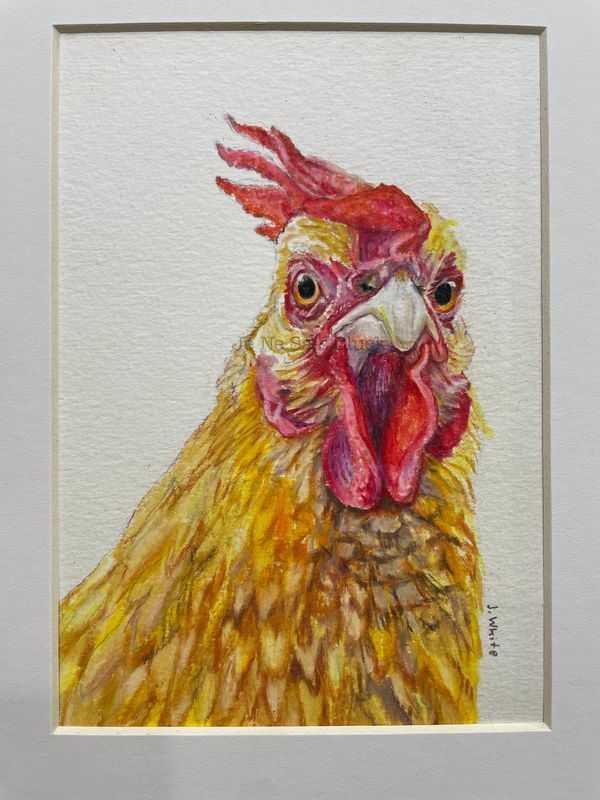 Custom portrait of Mona. This Buff Orpington portrait won 1st prize in a competition in my art group