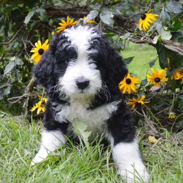 Black and white bi-colored Bernedoodle puppy sitting in front of flower bed located near Pittsburgh