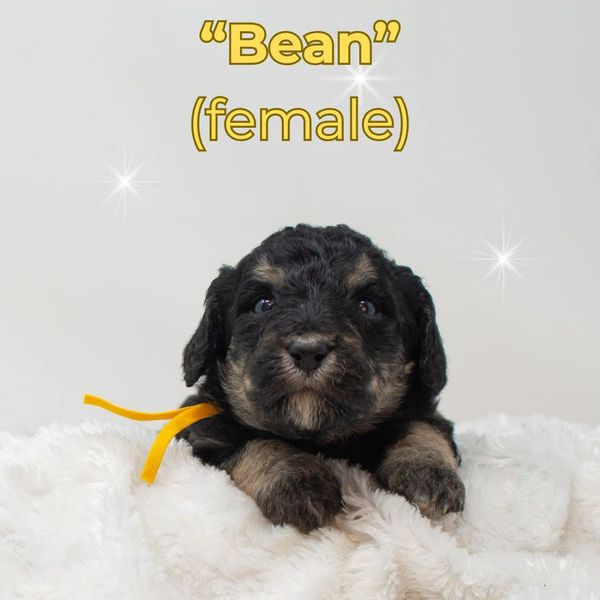 female phantom medium sized Bernedoodle puppy