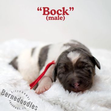 Merle parti factored multi-gen Bernedoodles located near Pittsburgh PA