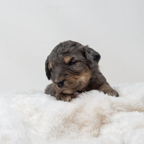 merle tri Bernedoodle puppy