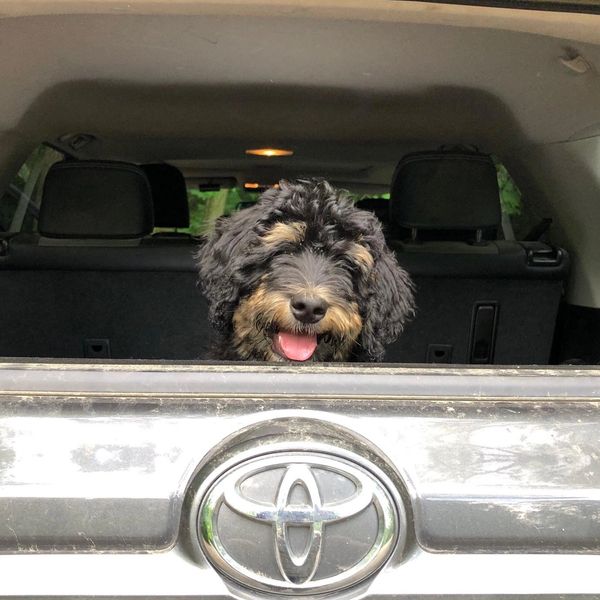 Black phantom Bernedoodle pup smiling out back window of family's  SUV 