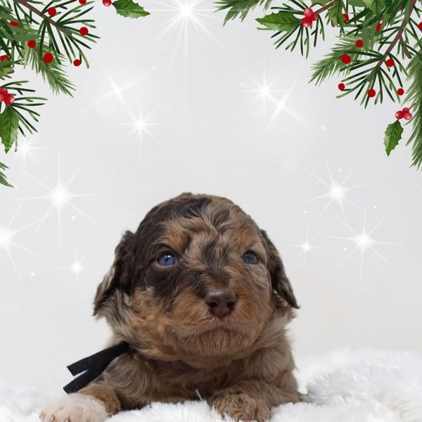 Joe a brown merle Bernedoodle