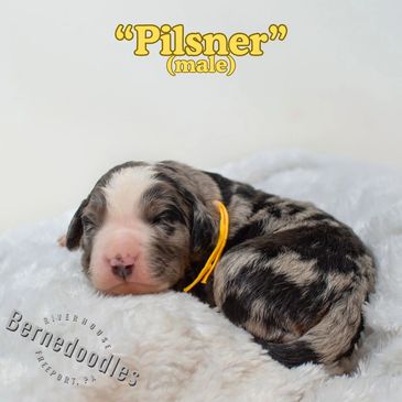 Merle male pup with flashy white markings located near Pittsburgh PA