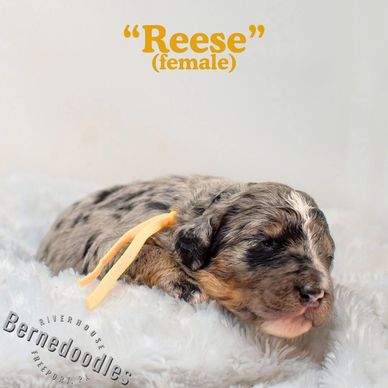 Tri merle female bernedoodle pup located near Pittsburgh PA