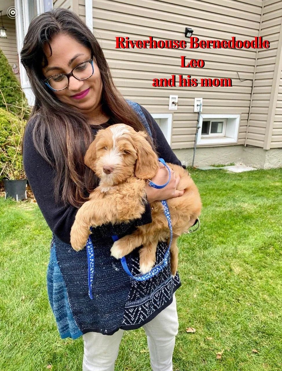 Smiling woman holding a Riverhouse Bernedoodle puppy