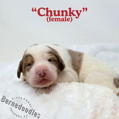 female bernedoodle pup napping