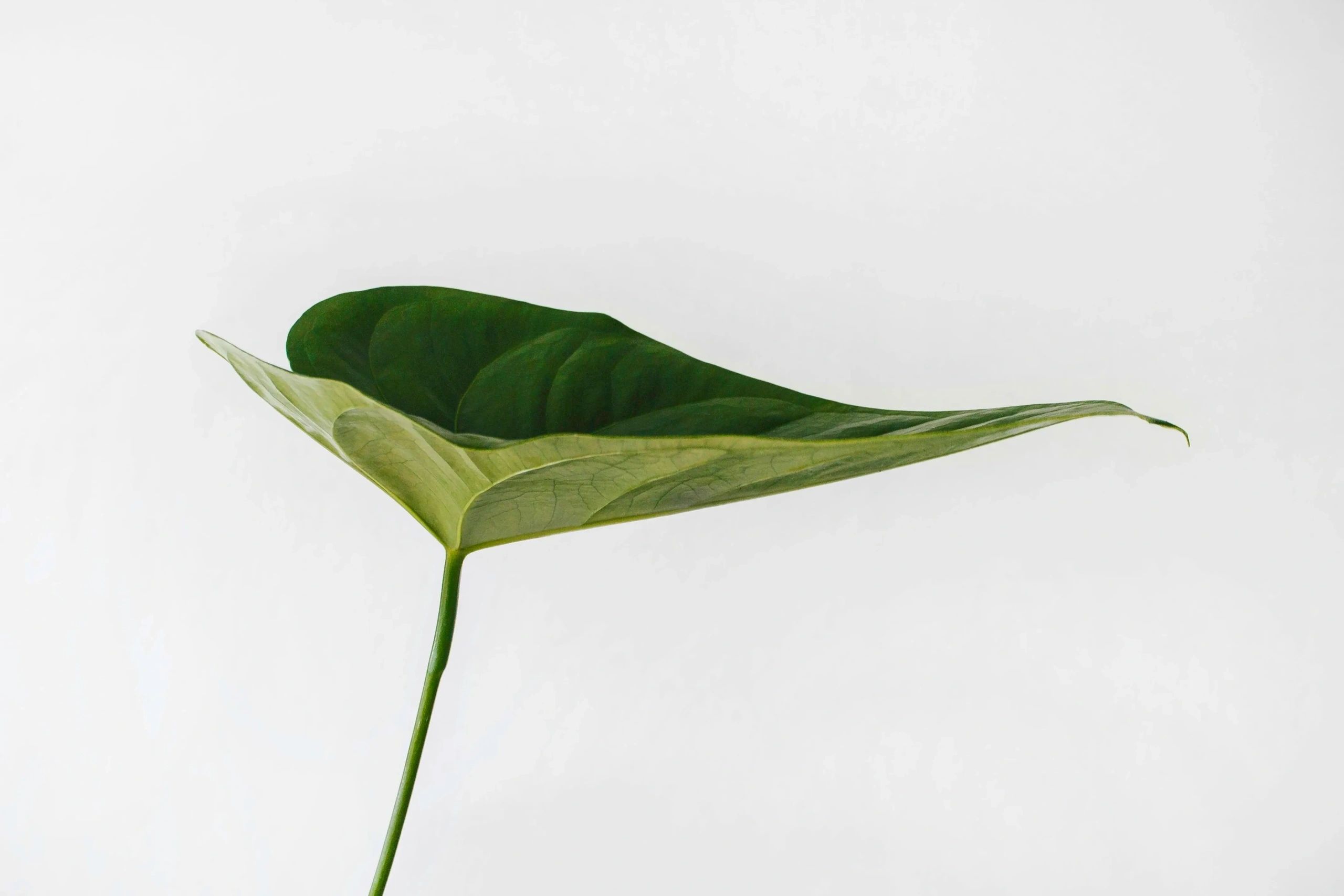 A single green leaf against a plain white background.