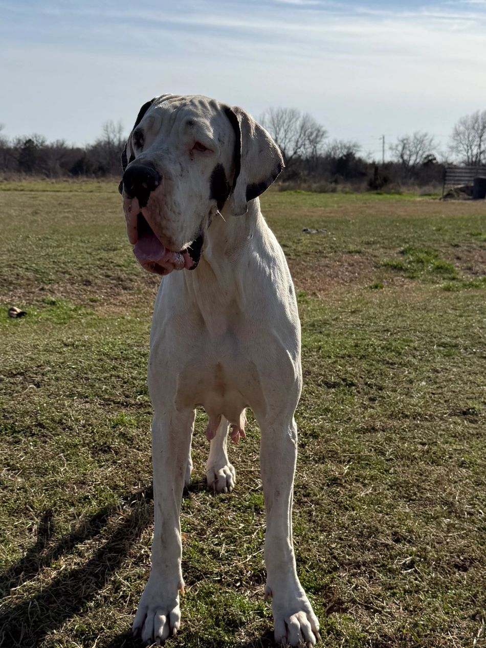 Daiquari Danos 
Harlequin Female
Carries Pie
Import from Poland