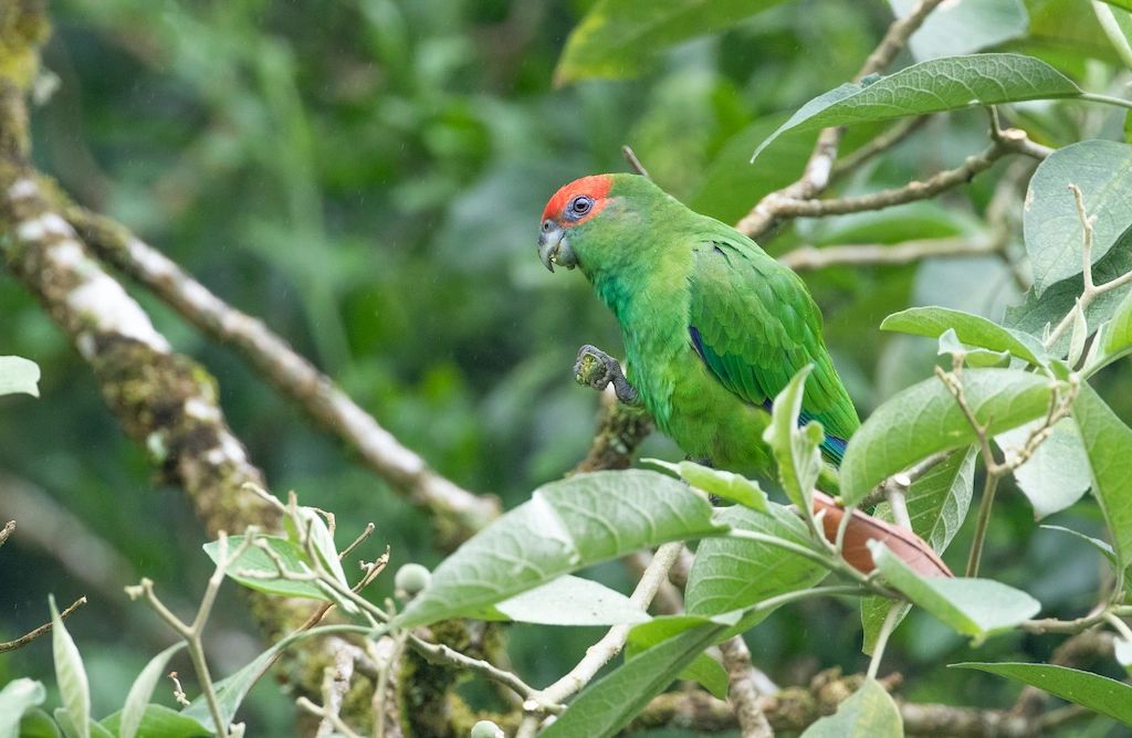 A green parrot with a red head perched on a tree branch.
