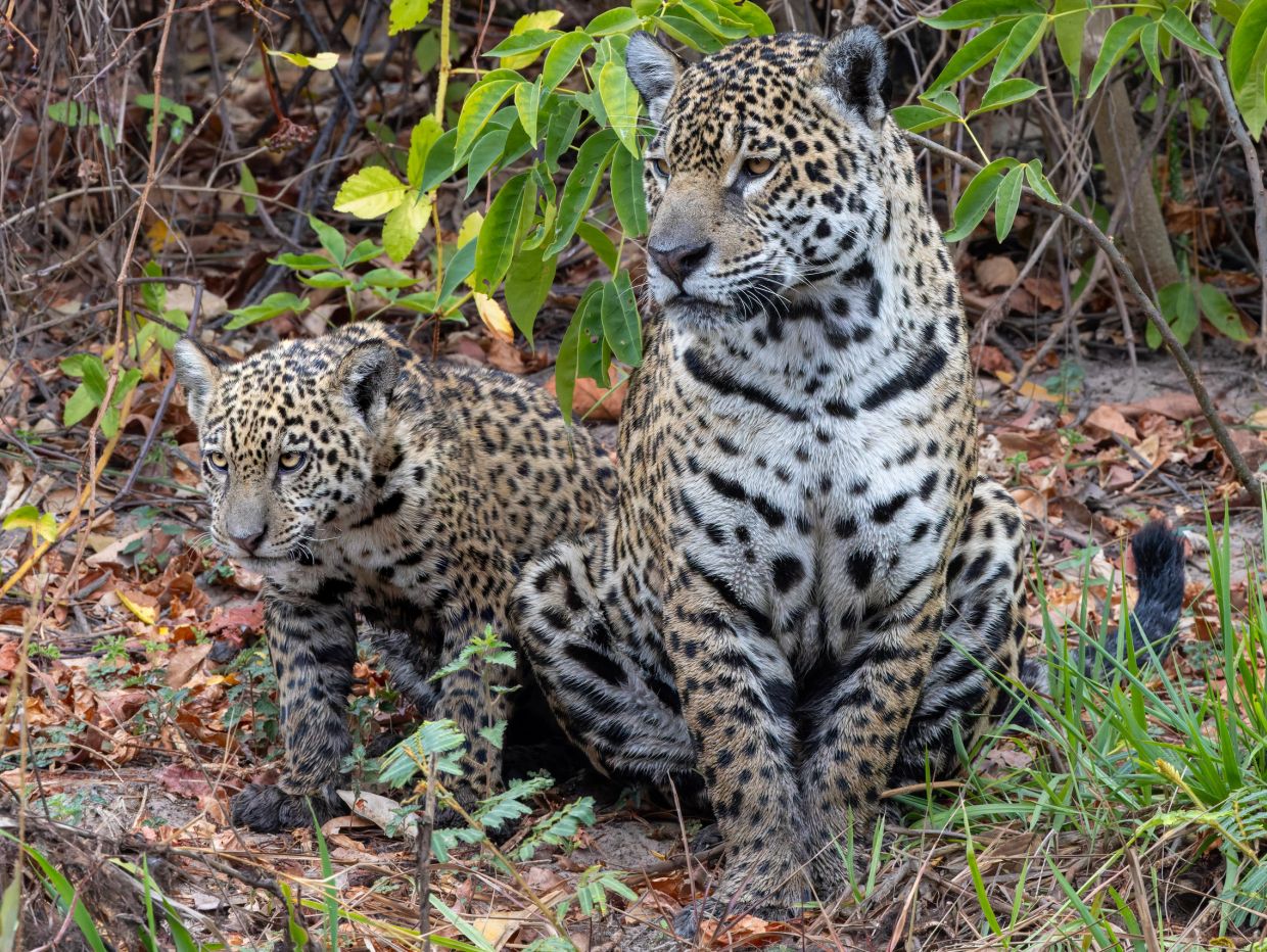 A jaguar and its cub sitting among leaves and plants in the wild.
