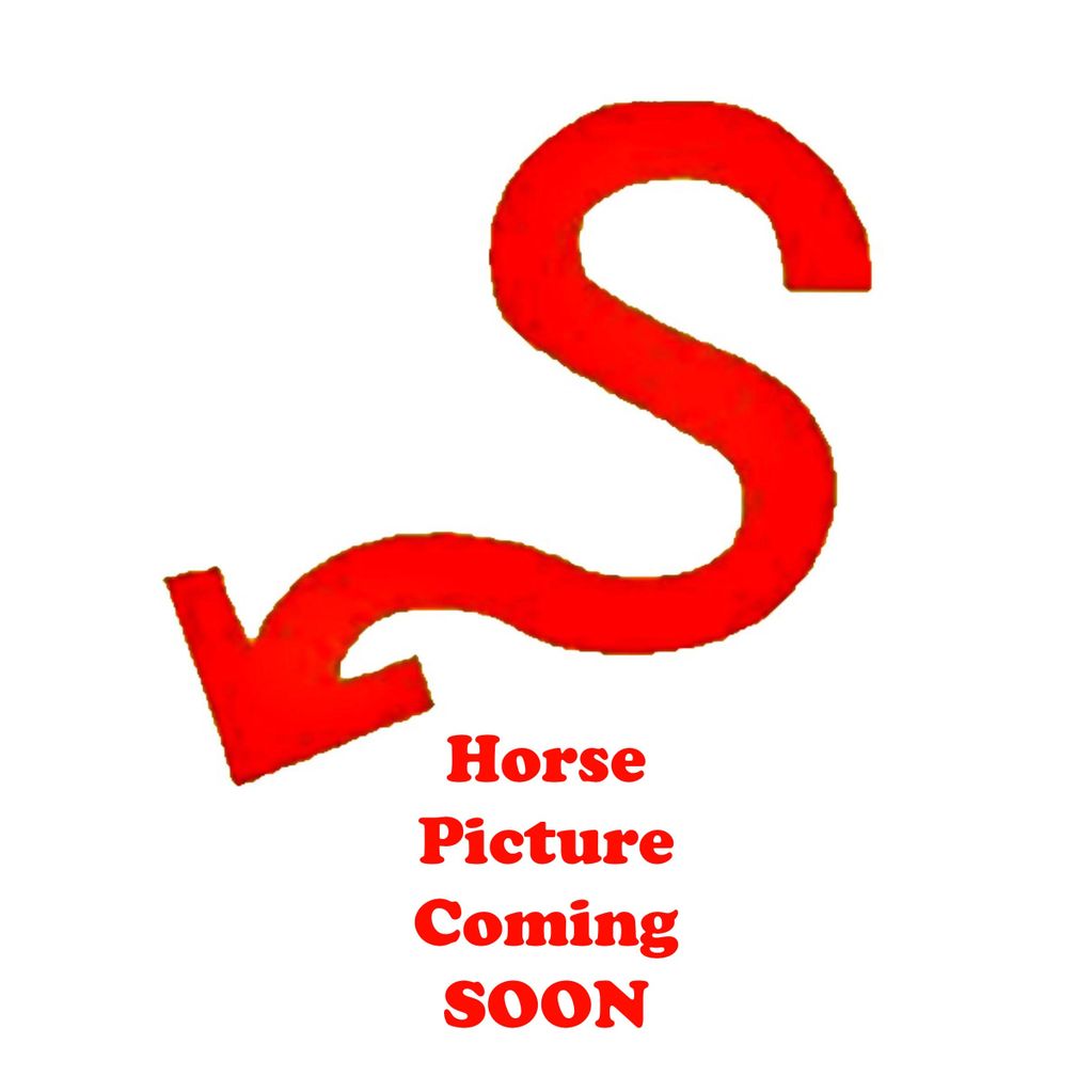 Springer Ranch Foundation Quarter Horse, Horse for Sale