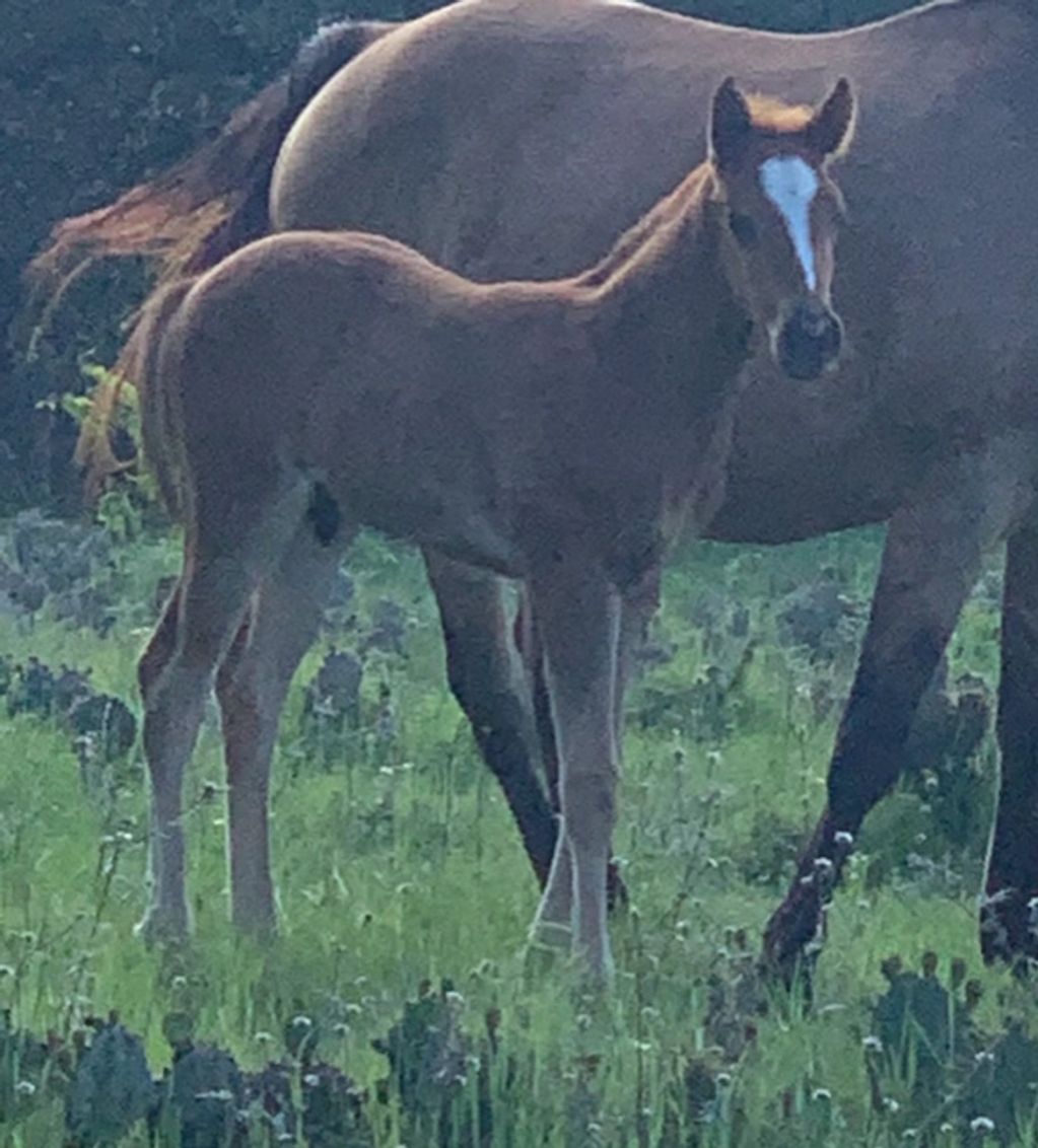 Sorrel Stud Colt, SMOKIN COL GAYBAR out of a PEPPY SAN BADGER and MR SAN PEPPY mare, colt for sale
