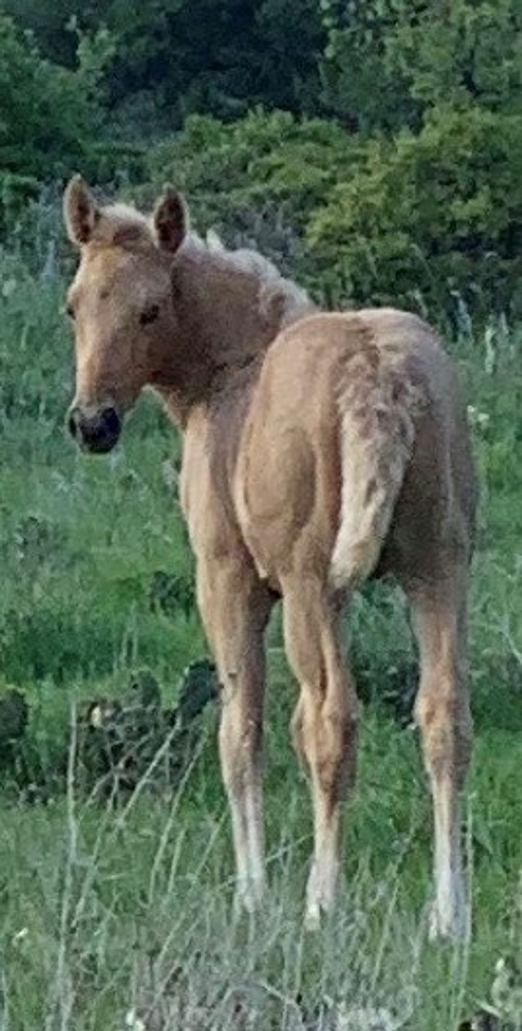 Palamino Filly Colt, KILL THE CATS out of a SHINER RANCH mare, Colt for sale