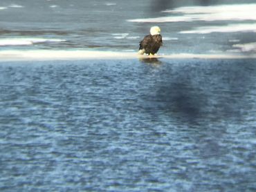 Bald Eagle on Lake Mallalieu