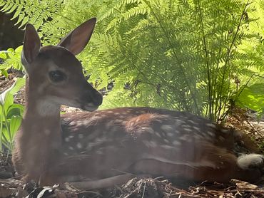 Fawn along Lake Mallalieu