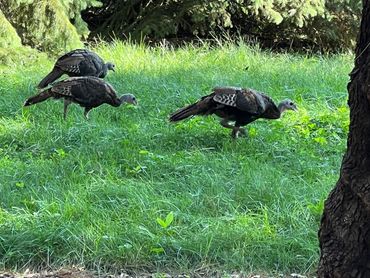 Wild turkeys along Lake Mallalieu