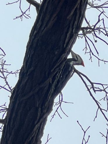 Pileated woodpecker along Lake Mallalieu