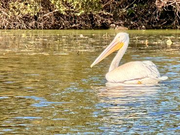 Pelican on Lake Mallalieu