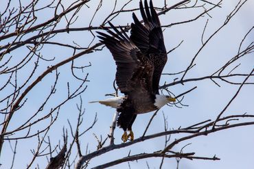 Bald Eagle on Lake Mallalieu