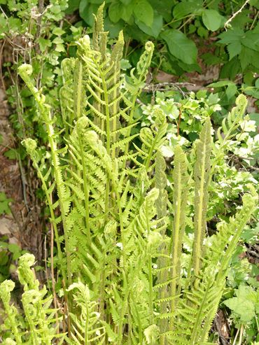 Native ferns along Lake Mallalieu