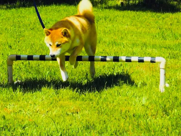 Susan Cook, agility
