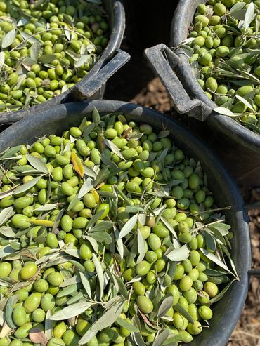 Getting ready to move from the grove to the truck