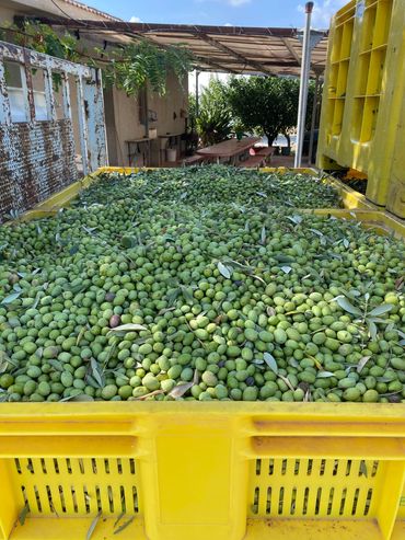 Ready for Frantoi Cutrera