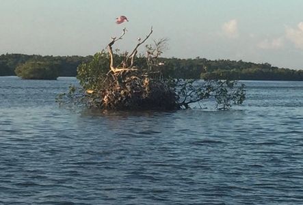 everglades city. chokoloskee fishing guides . The 10000 islands. Captain Kurt Kintz. Kurt kintz