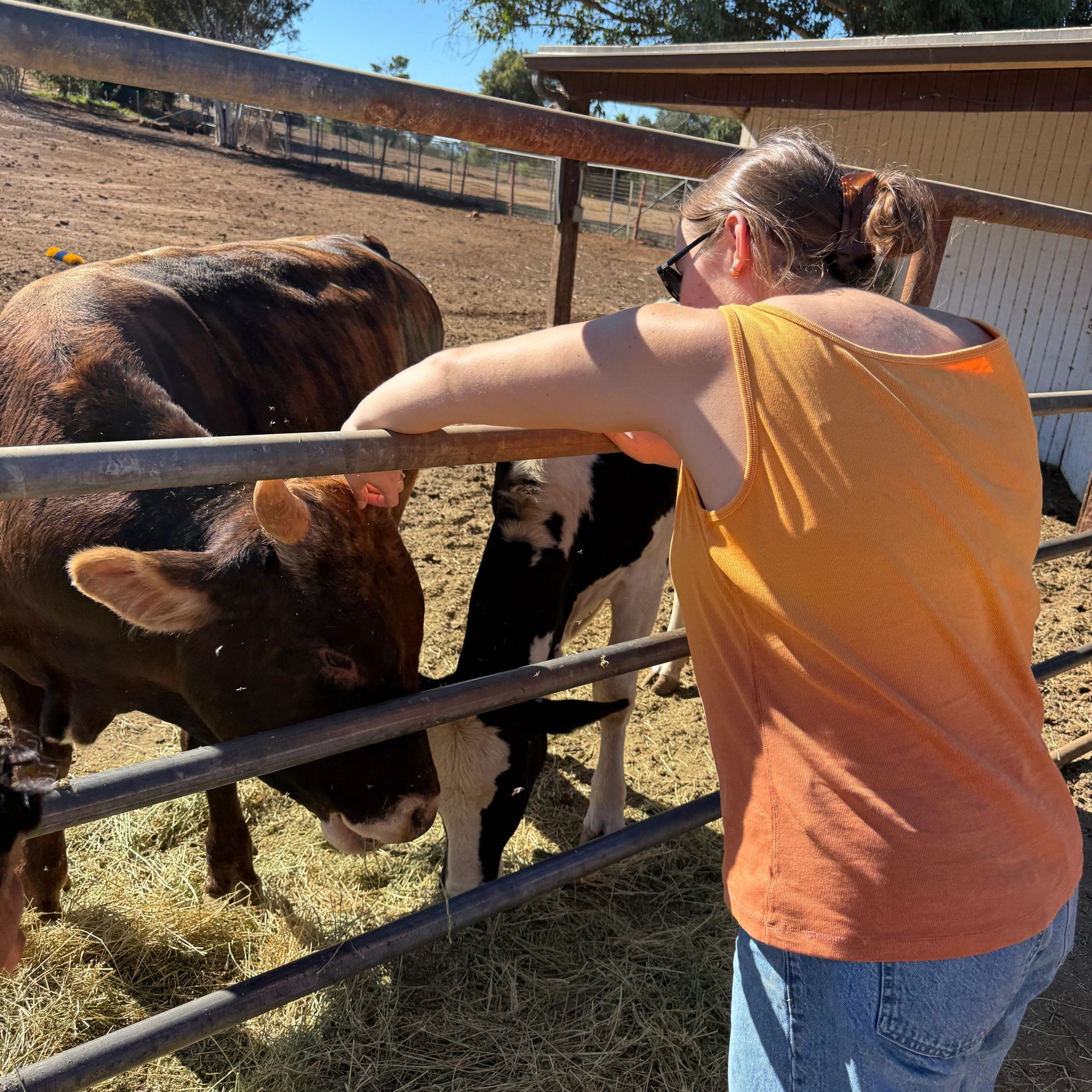 Even cows need a little love and support, a reminder that every being thrives when met with kindness.