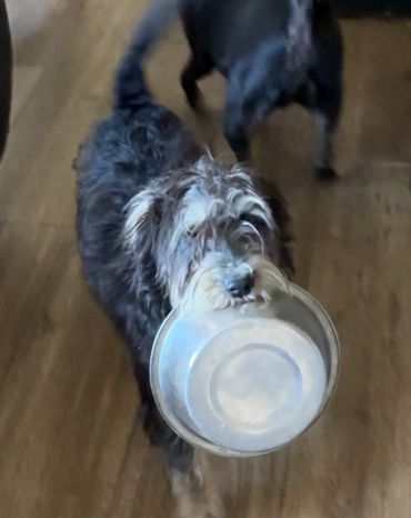A fluffy dog holding an empty metal bowl in its mouth, eager for food.